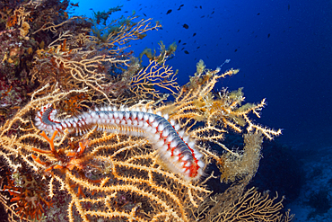 Fireworm, Hermodice carunculata, Vis Island, Mediterranean Sea, Croatia