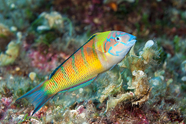 Female Turkish Wrasse, Thalassoma pavo, Vis Island, Mediterranean Sea, Croatia