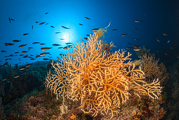 Yellow Sea Fan, Eunicella cavolinii, Vis Island, Mediterranean Sea, Croatia