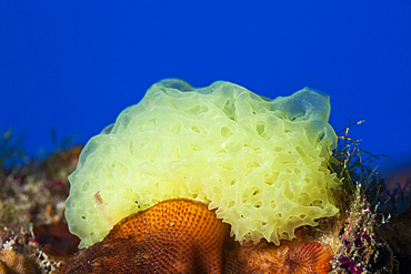 Yellow network sponge, Clathrina clathrus, Vis Island, Mediterranean Sea, Croatia