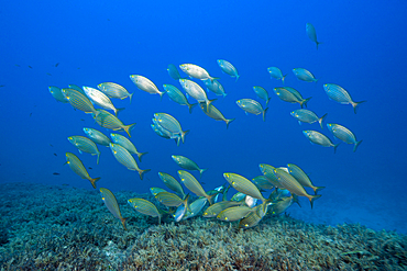 Shoal of Cow breams, Sarpa salpa, Vis Island, Mediterranean Sea, Croatia