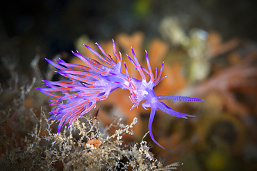 Pink Flabellina, Flabellina affinis, Vis Island, Mediterranean Sea, Croatia