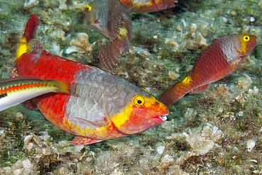 Female Mediterranean Parrotfish, Sparisoma cretense, Vis Island, Mediterranean Sea, Croatia