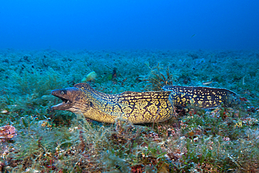 Mediterranean Moray, Muraena helena, Vis Island, Mediterranean Sea, Croatia