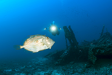 John Dory an Scuba Diver, Zeus Faber, Vis Island, Mediterranean Sea, Croatia