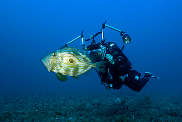 John Dory an Scuba Diver, Zeus Faber, Vis Island, Mediterranean Sea, Croatia