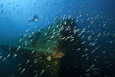 Scuba Diver at Vassilios Wreck, Vis Island, Mediterranean Sea, Croatia