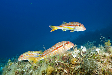 Striped Mullets, Mullus surmuletus, Vis Island, Mediterranean Sea, Croatia