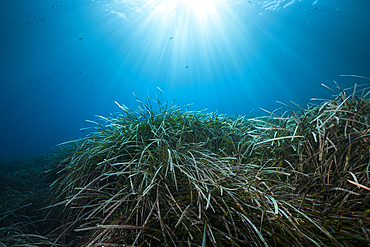 Ecosystem Seagrass Meadows, Vis Island, Mediterranean Sea, Croatia