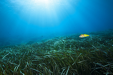 Ecosystem Seagrass Meadows, Vis Island, Mediterranean Sea, Croatia