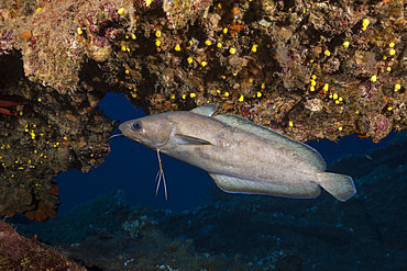 Larger Forkbeard at Teti Wreck, Phycis phycis, Vis Island, Mediterranean Sea, Croatia