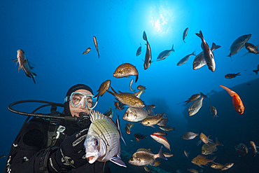 School of fish at Teti Wreck, Vis Island, Mediterranean Sea, Croatia