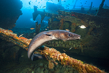 European Conger at Teti Wreck, Conger conger, Vis Island, Mediterranean Sea, Croatia