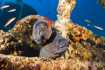 Pair of Brown Moray at Teti Wreck, Gymnothorax unicolor, Vis Island, Mediterranean Sea, Croatia