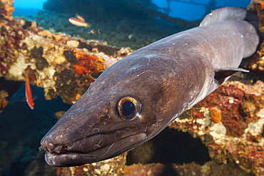 European Conger at Teti Wreck, Conger conger, Vis Island, Mediterranean Sea, Croatia