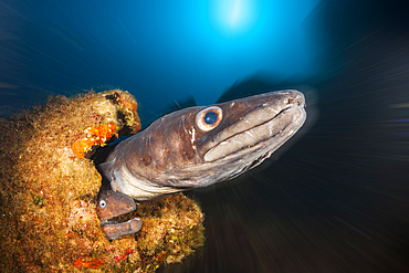 European Congeran Brown Moray at Teti Wreck, Conger conger, Vis Island, Mediterranean Sea, Croatia