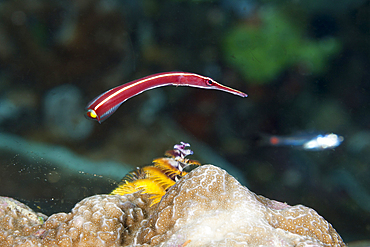 Red Pipefish, Duncerocampus sp., Raja Ampat, West Papua, Indonesia