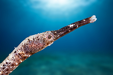 Portrait of Pipefish, Raja Ampat, West Papua, Indonesia