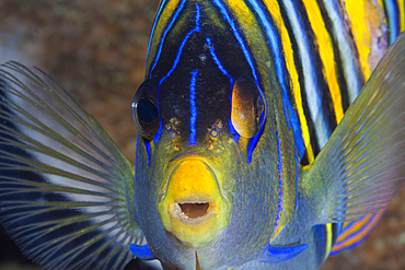 Regal Angelfish, Pygoplites diacanthus, Raja Ampat, West Papua, Indonesia