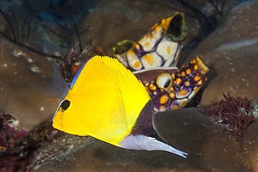 Longnose Butterflyfish, Forcipiger longirostris, Raja Ampat, West Papua, Indonesia