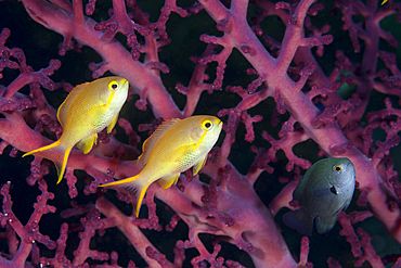 Pacific Basslet, Female, Pseudanthias huchtii, Raja Ampat, West Papua, Indonesia