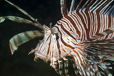 Common Lionfish, Pterois volitans, Raja Ampat, West Papua, Indonesia