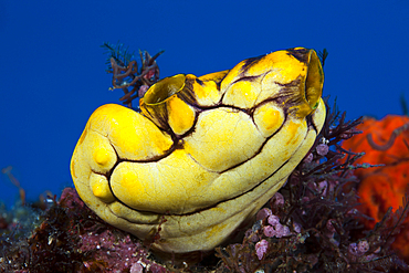 Golden Sea Squirt, Polycarpa aurata, Raja Ampat, West Papua, Indonesia