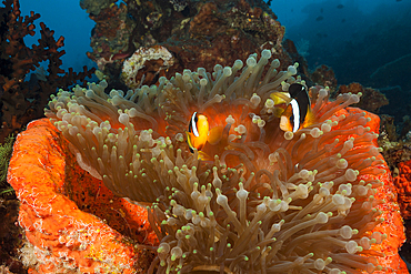 Clarks Anemonenfish, Amphiprion clarkii, Raja Ampat, West Papua, Indonesia