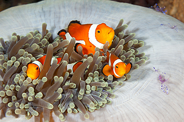 Clown Anemonefish in Magnificent Sea Anemone, Amphiprion ocellaris, Raja Ampat, West Papua, Indonesia