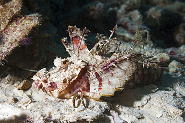 Caledonien stinger, Inimicus caledonicus, Raja Ampat, West Papua, Indonesia