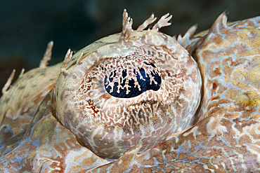 Eye of Crocodilefish, Cymbacephalus beauforti, Raja Ampat, West Papua, Indonesia