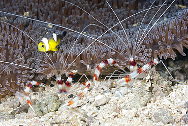 Pair of Banded Cleaner Shrimp, Stenopus hispidus, Raja Ampat, West Papua, Indonesia