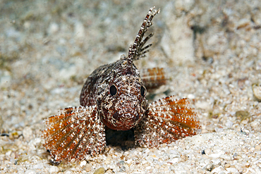 Whispy Waspfish, Paracentropogon longispinis, Raja Ampat, West Papua, Indonesia