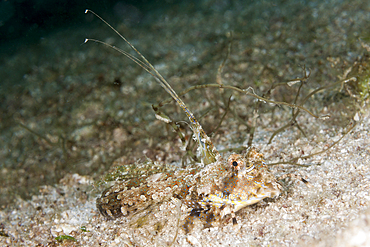 Fingered Dragonet, Dactylopus dactylopus, Raja Ampat, West Papua, Indonesia