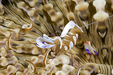 Anemone Commensal Shrimp, Periclimenes magnificus, Raja Ampat, West Papua, Indonesia