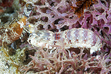 Pink-eared Mantis shrimp, Odontodactylus latirostris, Raja Ampat, West Papua, Indonesia