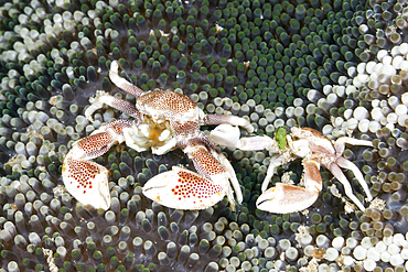 Porcelain Crab in Anemone, Neopetrolisthes maculatus, Raja Ampat, West Papua, Indonesia