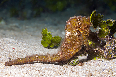 Estuary Seahorse, Hippocampus kuda, Raja Ampat, West Papua, Indonesia