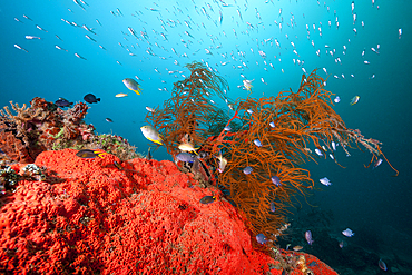 Colored Coral Reef, Raja Ampat, West Papua, Indonesia