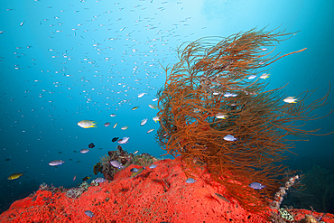 Colored Coral Reef, Raja Ampat, West Papua, Indonesia