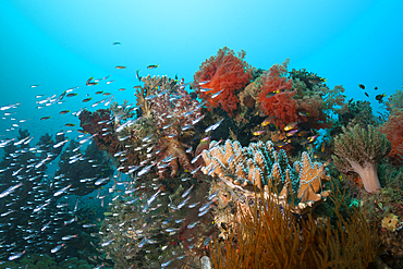 Species rich Coral Reef, Raja Ampat, West Papua, Indonesia