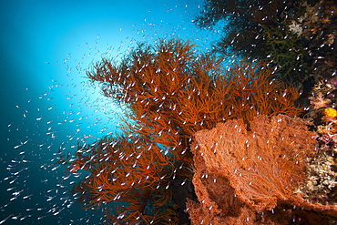 Colored Coral Reef, Raja Ampat, West Papua, Indonesia