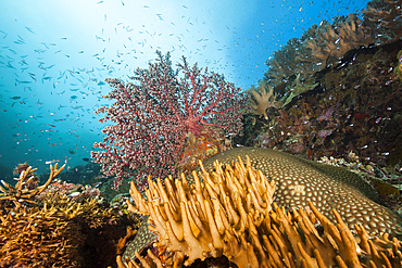 Colored Coral Reef, Raja Ampat, West Papua, Indonesia