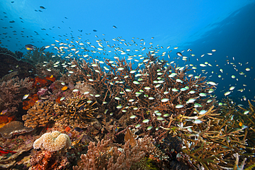 Species rich Coral Reef, Raja Ampat, West Papua, Indonesia