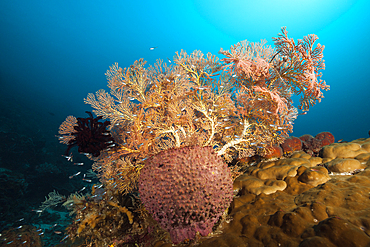 Species rich Coral Reef, Raja Ampat, West Papua, Indonesia