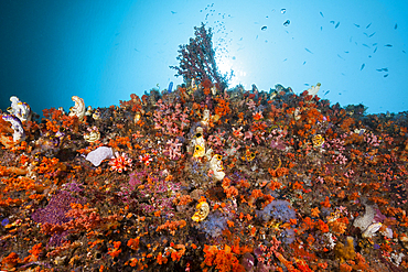 Colored Coral Reef, Raja Ampat, West Papua, Indonesia