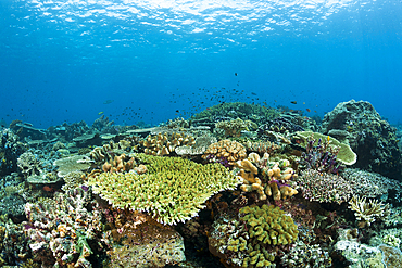 Hard Coral Reef, Raja Ampat, West Papua, Indonesia