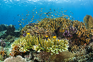 Hard Coral Reef, Raja Ampat, West Papua, Indonesia