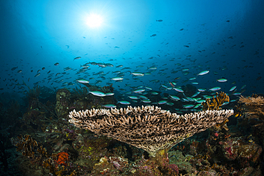 Hard Coral Reef, Raja Ampat, West Papua, Indonesia