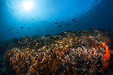 Hard Coral Reef, Raja Ampat, West Papua, Indonesia